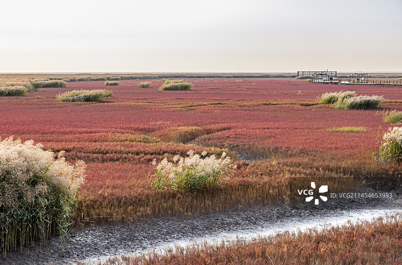 辽宁盘锦红海滩图片素材