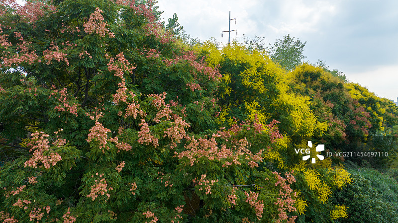 秋天的栾树图片素材