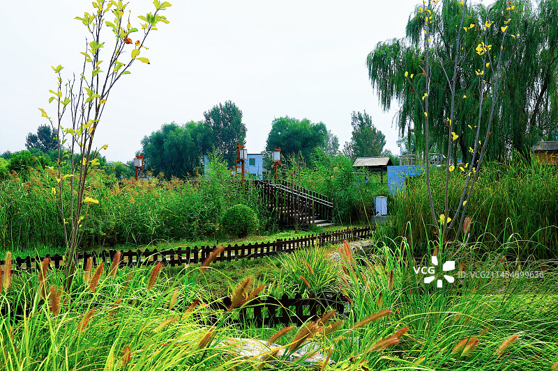 白洋淀，花香艳，碧波荡漾绿无限。鸟飞天，鱼蟹鲜。云水之间廊连天。大观园，伟壮观，惊奇靓丽更养眼 美图片素材