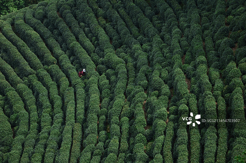 九溪十八涧茶园图片素材