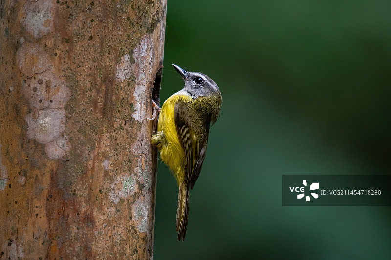 黄腹鹟莺图片素材