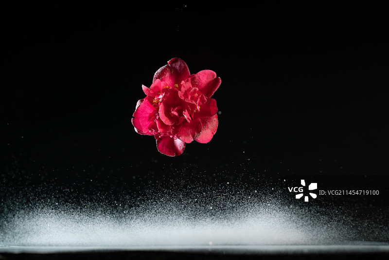 茶花和白色粉末在黑色背景上跳起来高速棚拍广告素材图片素材