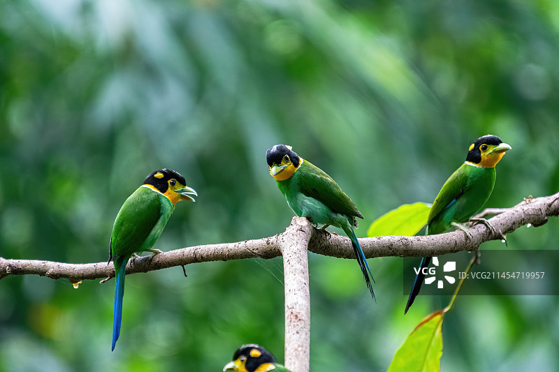 长尾阔嘴鸟图片素材