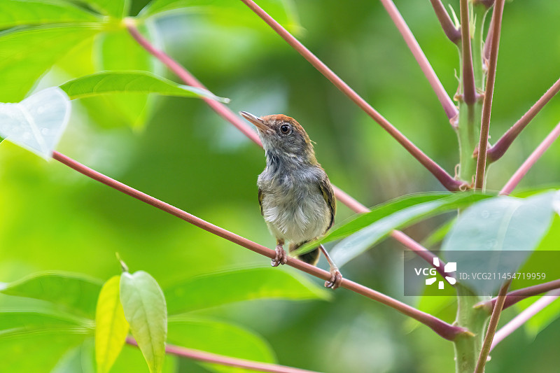 黑喉缝叶莺图片素材
