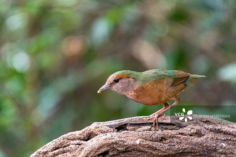 蓝背八色鸫图片素材