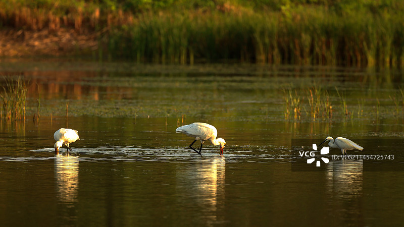 白琵鹭觅食 小白鹭捡漏图片素材