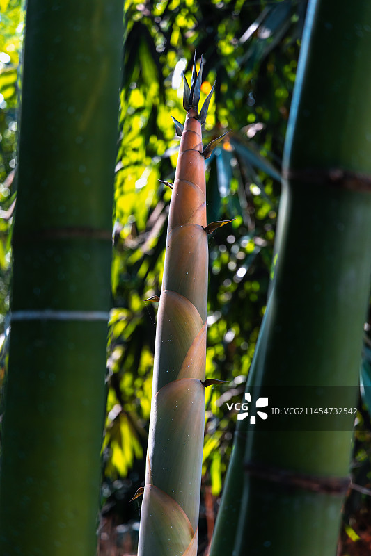 黄昏阳光下的竹笋图片素材