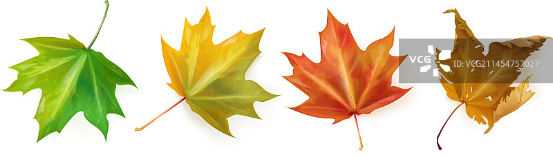 逼真枫叶红色枫树叶图片素材
