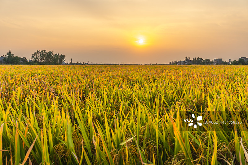夕阳下金色稻田图片素材