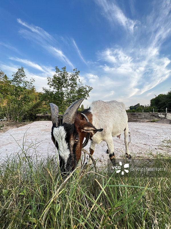 一只山羊吃草图片素材