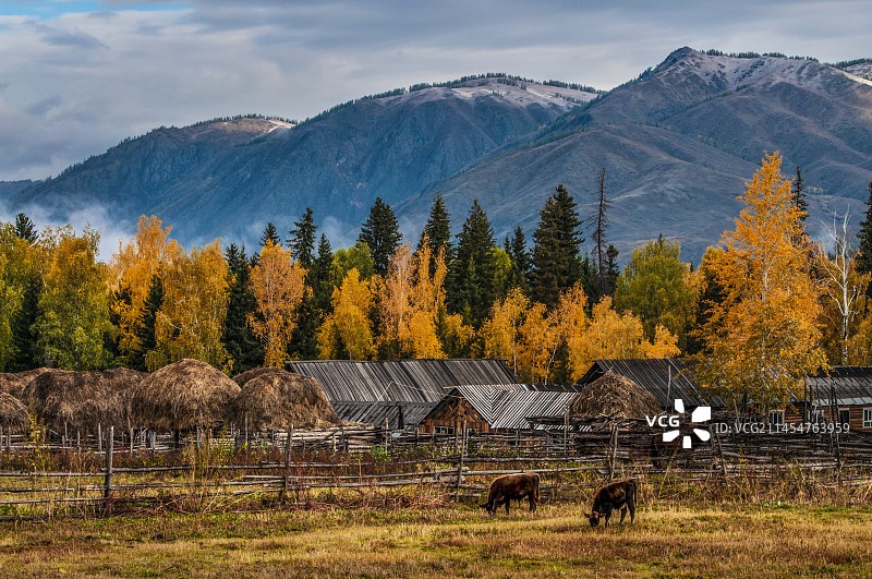 新疆白哈巴图片素材
