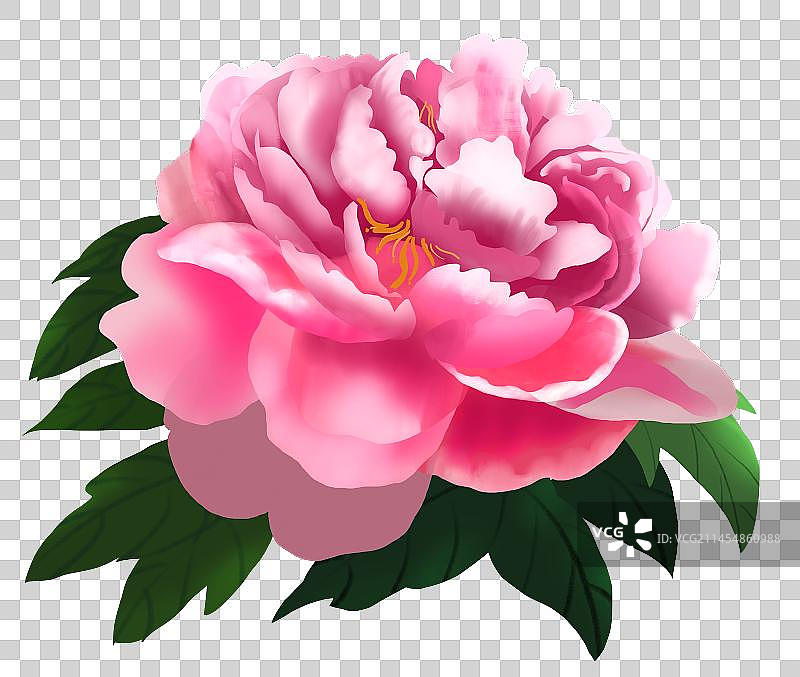 牡丹花图片素材