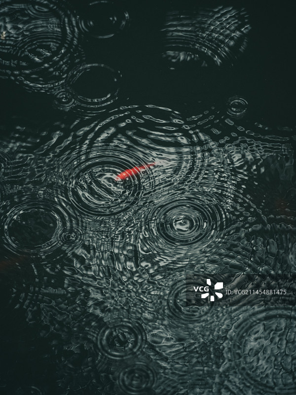 水中的金鱼图片素材