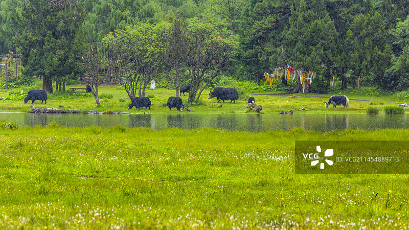 毕棚沟磐羊湖畔的雨中牦牛图片素材