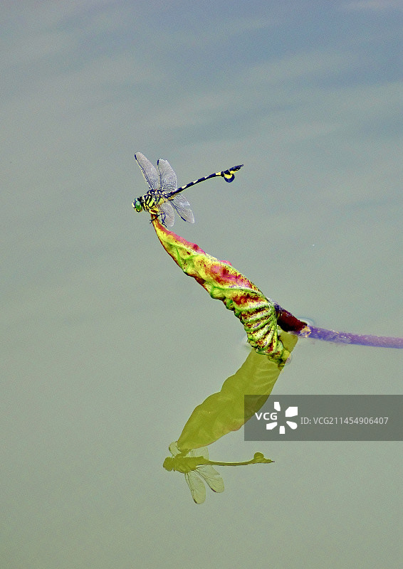 蜻蜓与倒影图片素材