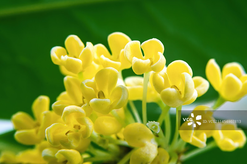桂花的特写镜头图片素材