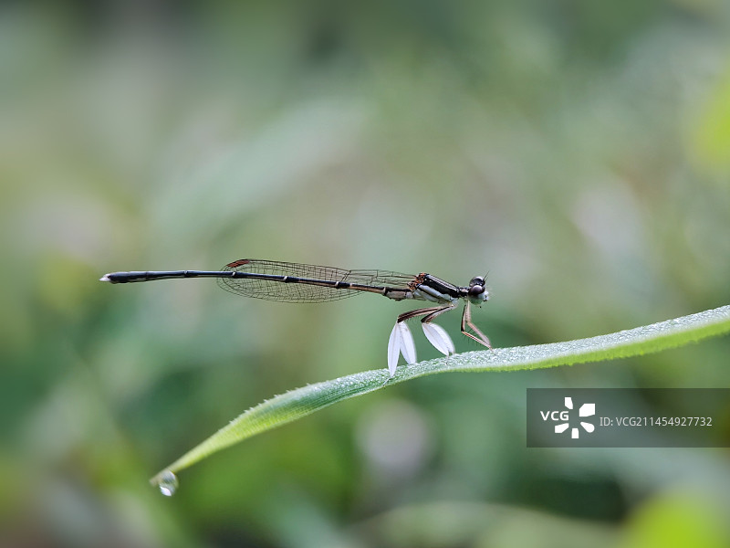 白靴公主图片素材