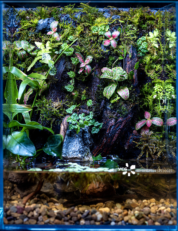 生态雨林缸图片素材