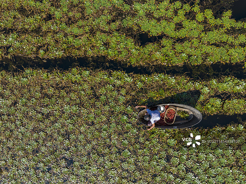 航拍安徽省芜湖市三山区小水影村采红菱图片素材
