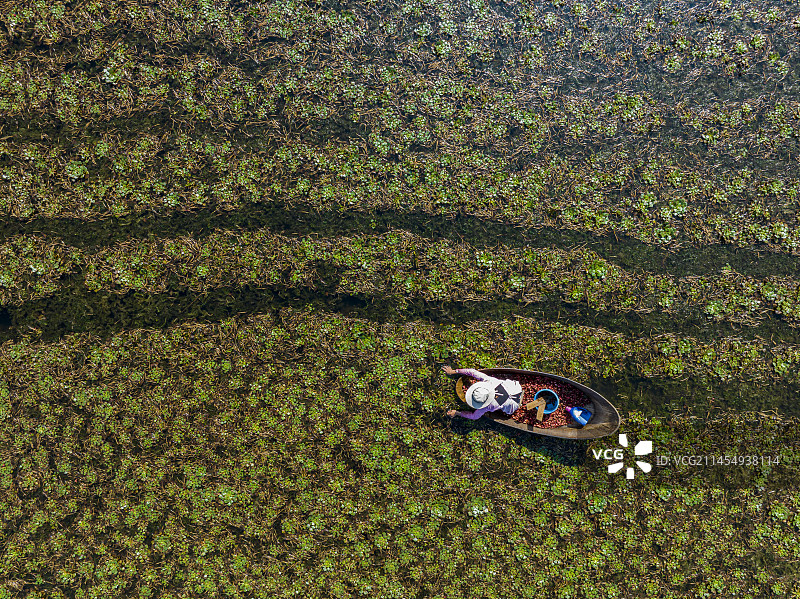 航拍安徽省芜湖市三山区小水影村采红菱图片素材