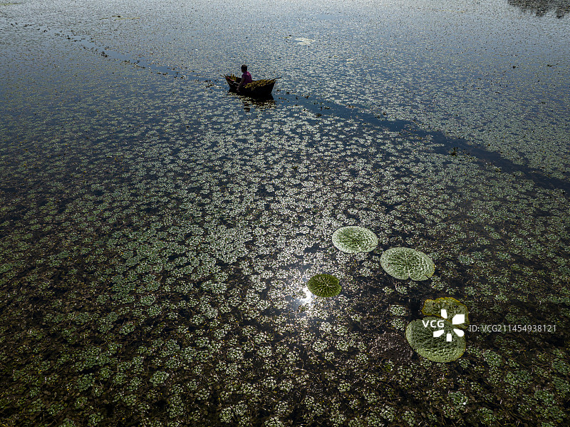 航拍安徽省芜湖市三山区小水影村采红菱图片素材