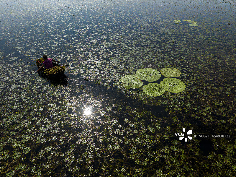 航拍安徽省芜湖市三山区小水影村采红菱图片素材