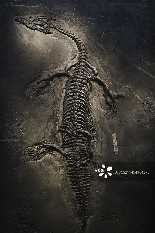 自然博物馆展出的贵州鱼龙化石图片素材