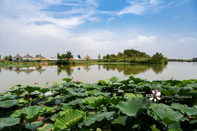 宁夏银川鸣翠湖国家湿地公园图片素材