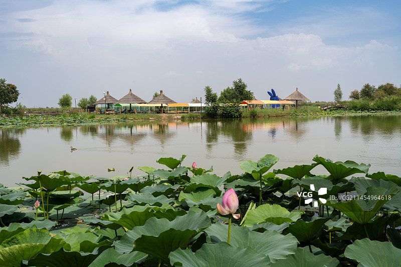 宁夏银川鸣翠湖国家湿地公园图片素材