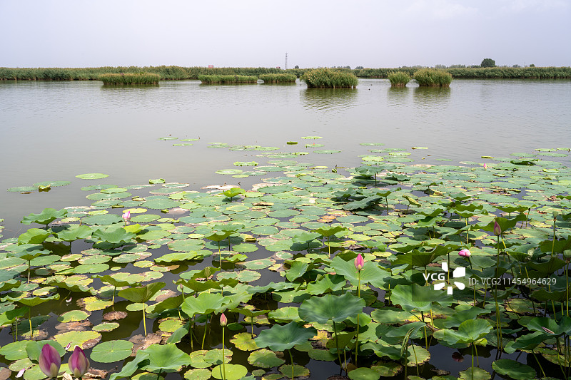 宁夏银川鸣翠湖国家湿地公园图片素材