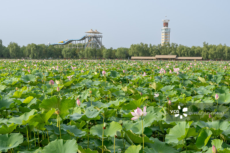宁夏银川鸣翠湖国家湿地公园图片素材