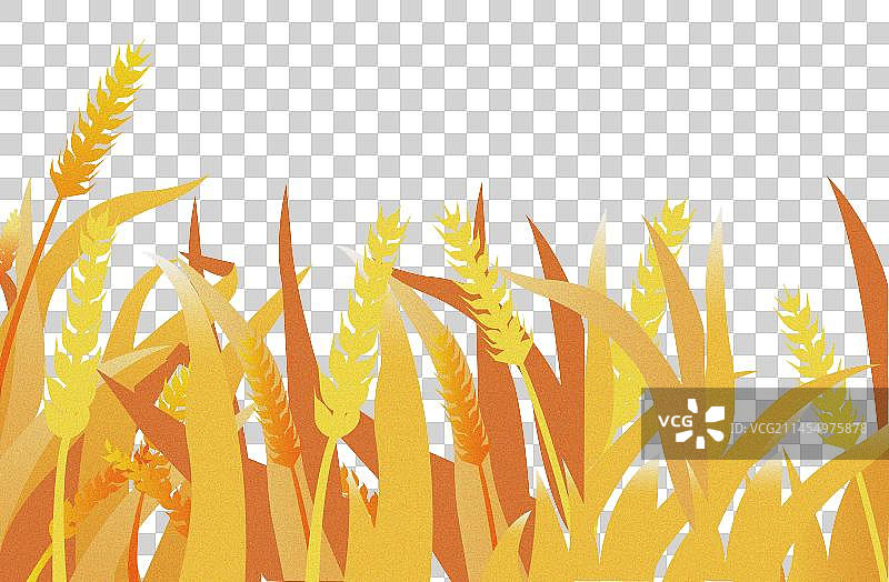 稻子成熟了图片素材