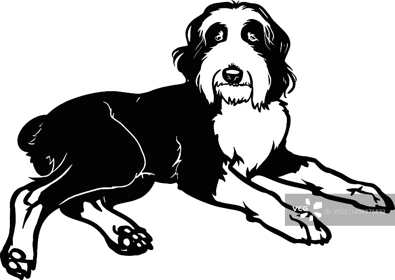 古代英国牧羊犬 - 躺着的狗素材图片素材