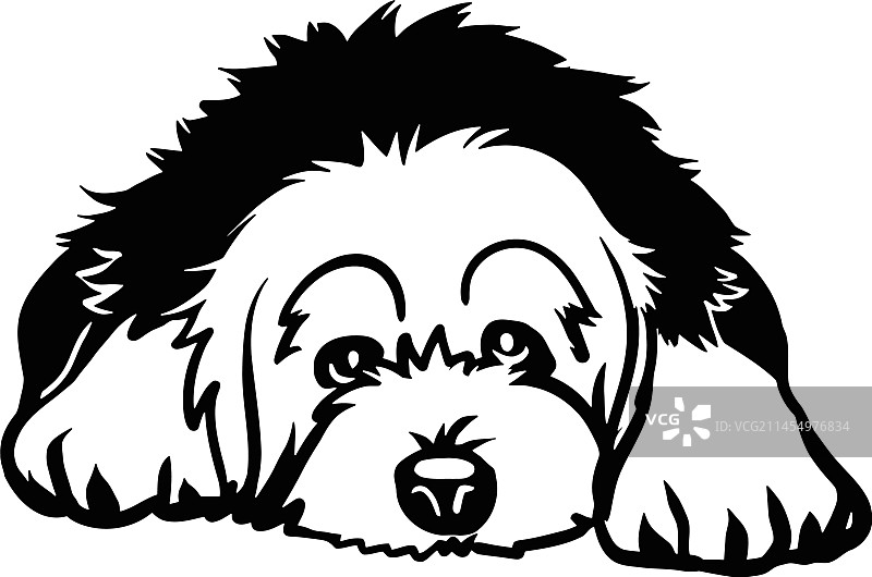 古代英国牧羊犬 - 躺着的狗素材图片素材