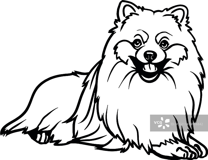 躺着的博美犬图片素材