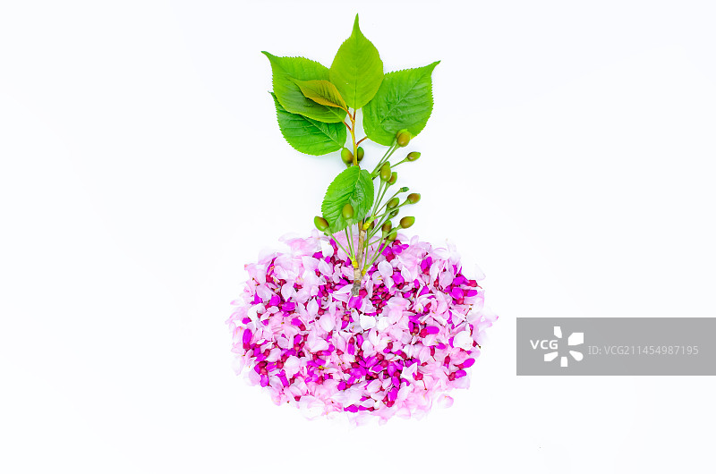 中国野生植物影棚拍摄主题，用重瓣榆叶梅花瓣和紫荆树花瓣排列组合的花盆盆栽几何形状，室内无人图像摄影图片素材