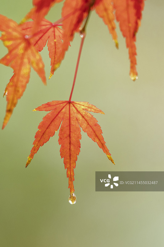 枫叶，枫叶上水珠的特写，一叶知秋，秋天的枫叶图片素材