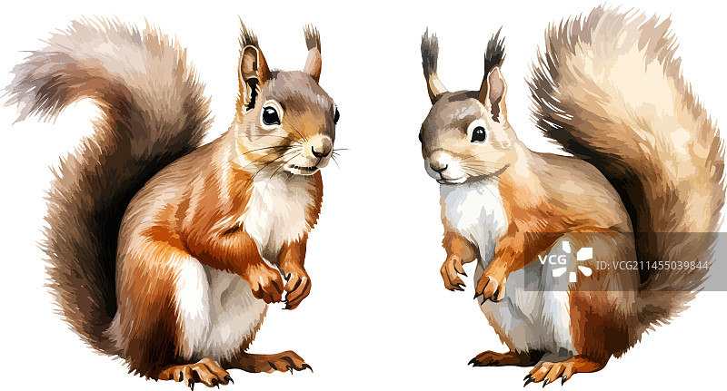 松鼠剪贴画图片素材
