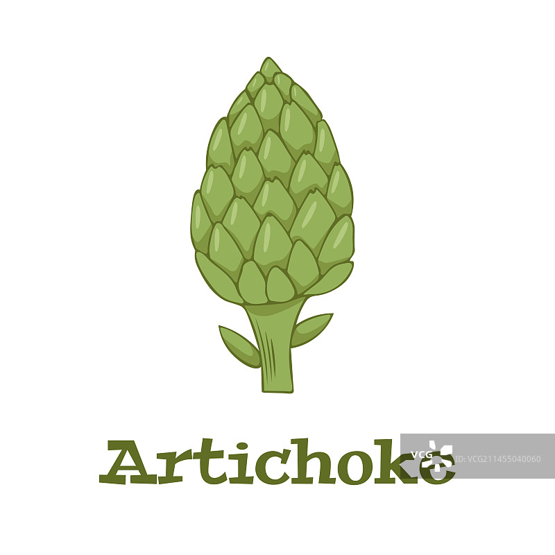 朝鲜蓟绿色花头图片素材