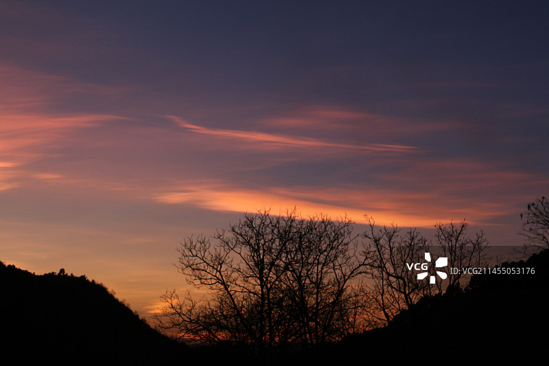 树梢与晚霞图片素材
