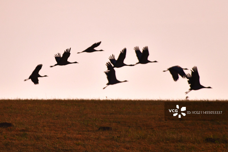 蓑羽鹤飞翔图片素材