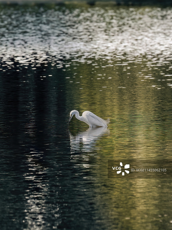 湖里白鹭图片素材