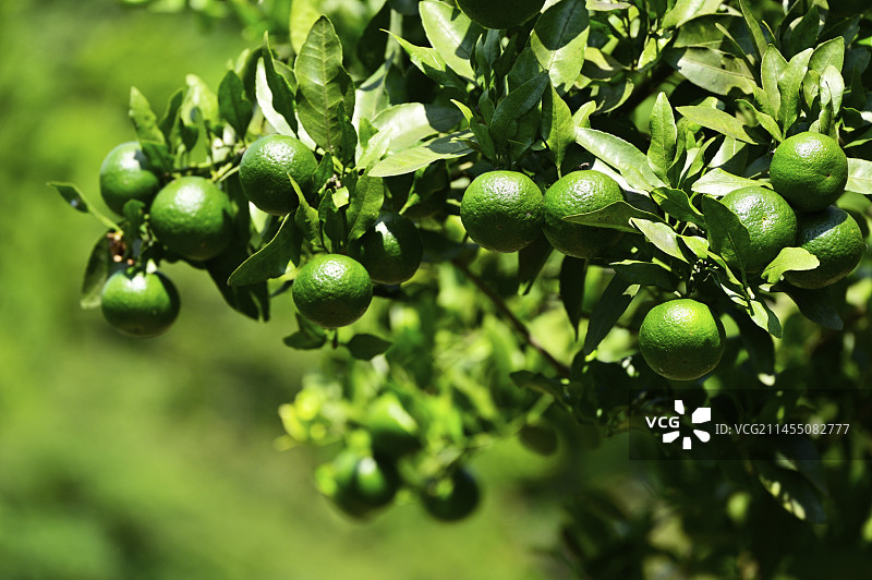 美味柑橘图片素材