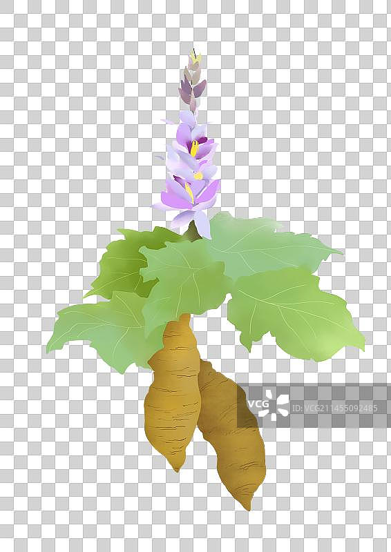 中草药药材葛根图片素材