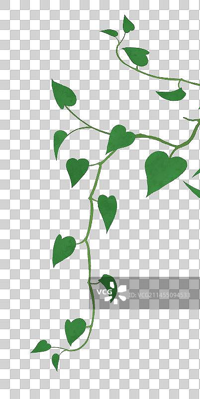 绿萝叶子素材图片素材