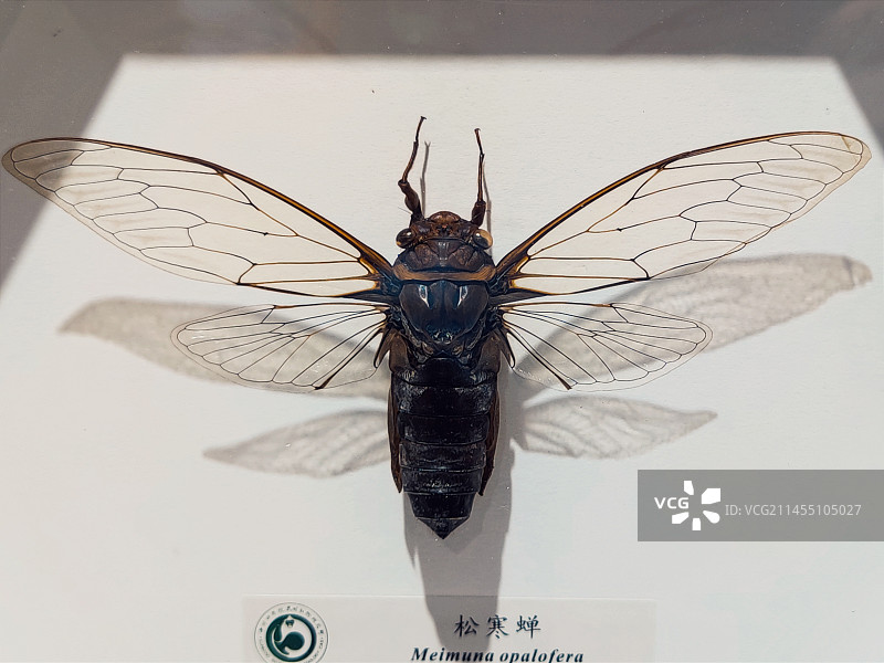 松寒蝉图片素材