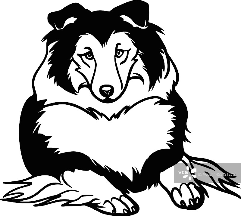 设得兰群岛牧羊犬 - 躺着的狗图片素材