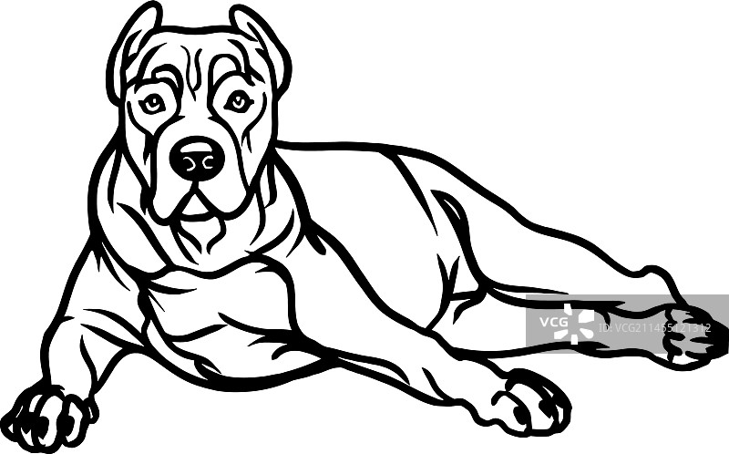 躺着的斗牛犬库存照片图片素材
