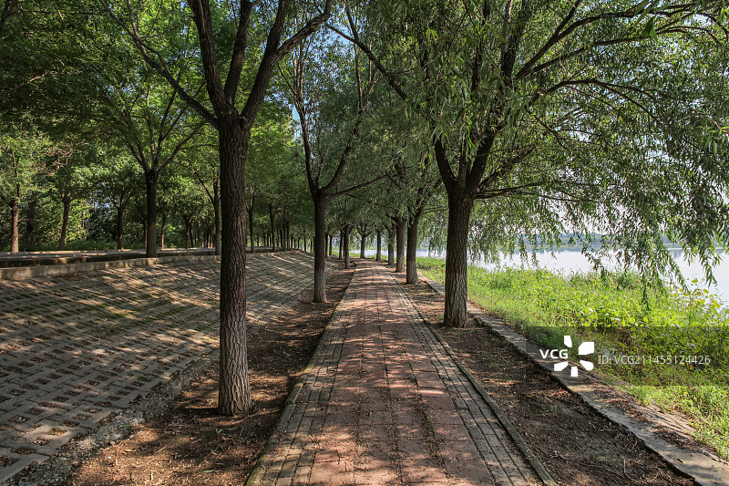 河边的林荫小道图片素材