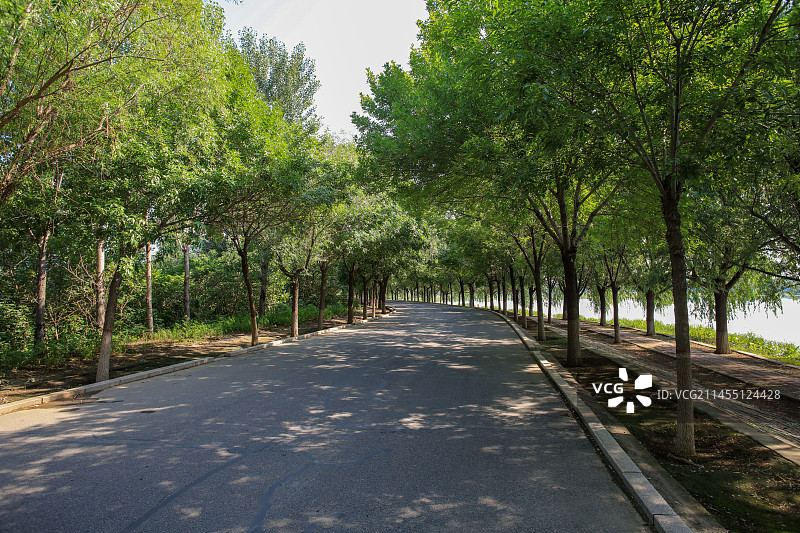 空旷无人的林荫道图片素材